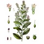 345045-gezwollen-lobelia