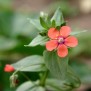345180-guichelheil-rood