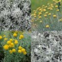 345550-heiligenbloem