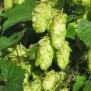 345800-hop-echte