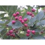 347760-kiespijnboom