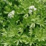 349000-lieve-vrouwe-bedstro