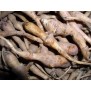 354340-maralroot