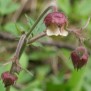 355530-nagelkruid-knikkend