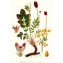356990-pimpernel-grote