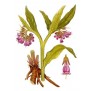 361200-smeerwortel