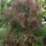 366000-venkel-smokey-bronsbladig-type