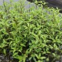 368050-waterpeper