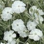 596910-lychnis-coronaria-alba