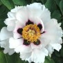 599369-paeonia-rockii