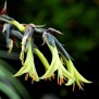 601410-puya-mirabilis