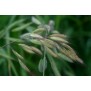 672200-bromus-lanceolatus