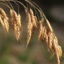 672220-bromus-secalinus