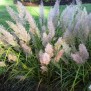 672350-calamagrostis-brachytricha-mona