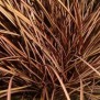 672400-carex-flagillifera