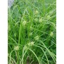 672420-carex-grayi