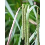672440-carex-pendula