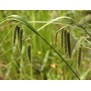 672450-carex-pseudocyperus