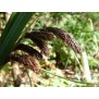 672460-carex-trifida