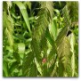 672500-chasmanthium-latifolium