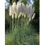 673000-cortaderia-selloana-witte-veder