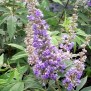 831846-kuisheidsboom-magical-summertime-blues