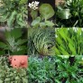 267900-verwilderde-salade-puur-natuur
