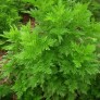 505500-artemisia-annua