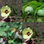 522945-gossypium-herbaceum