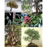 643598-eucalyptus-tropical-mix