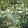 643600-eucalyptus-alpina