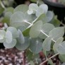 643650-eucalyptus-cinerea