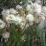 643670-eucalyptus-citriodora