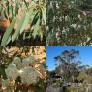 643690-eucalyptus-coccifera