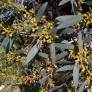 643710-eucalyptus-dalrympleana