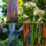 643720-eucalyptus-deglupta