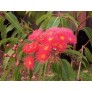 643740-eucalyptus-ficifolia