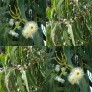 643800-eucalyptus-globulus