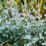 643900-eucalyptus-gunnii-divaricata