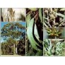 643950-eucalyptus-viminalis