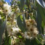 643960-eucalyptus-radiata