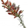 644250-fouquieria-splendens