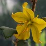 644270-fremontodendron-californicum
