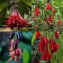 644285-fuchsia-boliviana