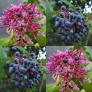 644340-fuchsia-paniculata
