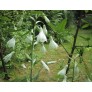 644370-galtonia-candicans