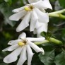 644400-gardenia-thunbergii