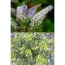 644500-hebe-andersonii-hybriden-variegata
