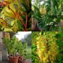 644520-hedychium-gardnerianum