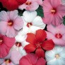 644600-hibiscus-moscheutos-hybriden-disco-belle-mix-f1